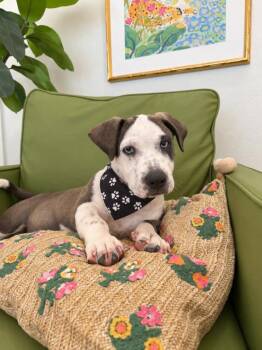 Milo Wiggle Bug Wigglebottom -  Pit Bull Terrier and Husky Dog for Adoption in Friendswood, Texas - Milo Wiggle Bug Wigglebottom | PetCurious