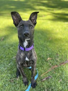 Belgian Shepherd Malinois and Shepherd Dogs Available for Adoption - Harper  | PetCurious