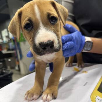 Shannon -  Hound and Mixed Breed Dog for Adoption in Tampa, Florida - Shannon | PetCurious