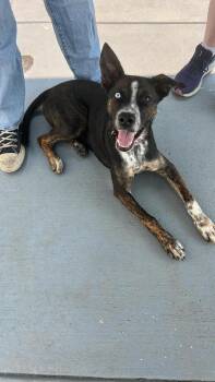 Addie -  Mixed Breed Dog for Adoption in Lincoln, Nebraska - Addie | PetCurious