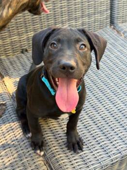 Marty -  Labrador Retriever and Hound Dog for Adoption in Sunnyvale, California - Marty | PetCurious