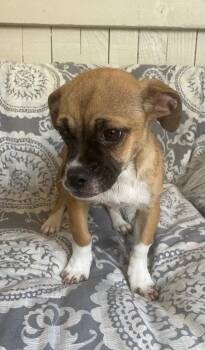 Pug and Chihuahua Dogs Available for Adoption in Fort Worth, Texas - Chai | PetCurious