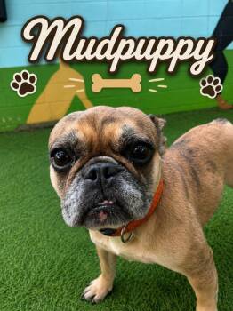 Mudpuppy -  French Bulldog Dog for Adoption in Cochran, Georgia - Mudpuppy | PetCurious