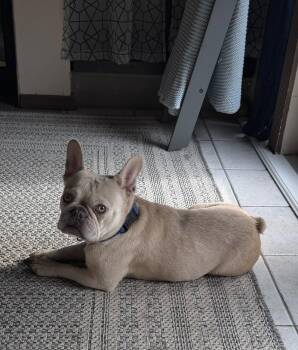 French Bulldog Dogs Available for Adoption in Valrico, Florida - Delta | PetCurious