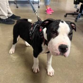 Blue -  Terrier Dog for Adoption in Mason City, Iowa - Blue | PetCurious