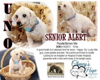 Rescue Miniature Poodle Dogs for Adoption in Boyd, Texas - UNO | PetCurious