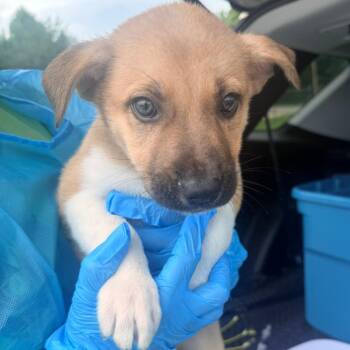 Ace -  Mixed Breed Dog for Adoption in Corinth, Mississippi - Ace | PetCurious