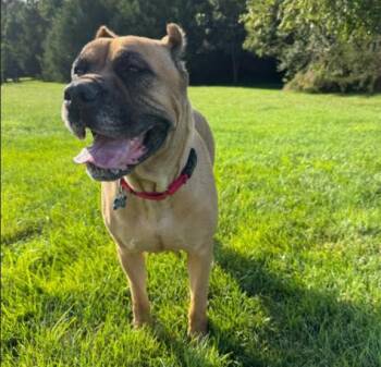 Vee -  Bullmastiff and Cane Corso Dog for Adoption in Midlothian, Virginia - Vee | PetCurious