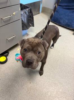 Honey -  Staffordshire Bull Terrier and Shar Pei Dog for Adoption in Bloomington, Indiana - Honey | PetCurious