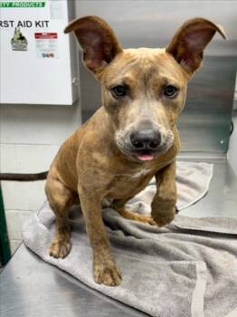 HONEY -  Pit Bull Terrier Dog for Adoption in Woodland, California - HONEY | PetCurious