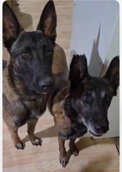 Nova -  Belgian Shepherd Malinois Dog for Adoption in Lemont, Illinois - Nova | PetCurious