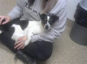 Chihuahua and Mixed Breed Dogs Available for Adoption in Albuquerque, New Mexico - SPECK | PetCurious