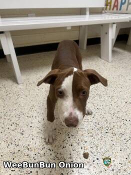 WeeBunBun Onion -  Pit Bull Terrier Dog for Adoption in Rocky Mount, North Carolina - WeeBunBun Onion | PetCurious