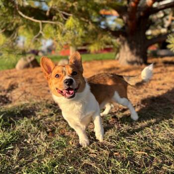 Rhapsody--In Foster -  Cardigan Welsh Corgi and Mixed Breed Dog for Adoption in Fargo, North Dakota - Rhapsody--In Foster | PetCurious