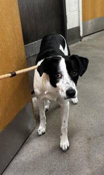 A573538 -  English Pointer and Mixed Breed Dog for Adoption - A573538 | PetCurious