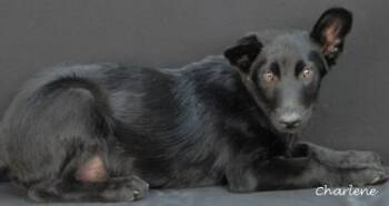 Rescue German Shepherd Dog and Border Collie Dogs for Adoption in Newland, North Carolina - Broccolini | PetCurious