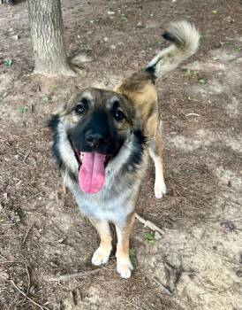 Craig ("Chief") -  Shepherd Dog for Adoption in Little Rock, Arkansas - Craig ("Chief") | PetCurious