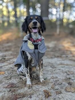 Farrah - AVAILABLE TO FOSTER OR ADOPT -  English Setter Dog for Adoption in Clayton, North Carolina - Farrah - AVAILABLE TO FOSTER OR ADOPT | PetCurious