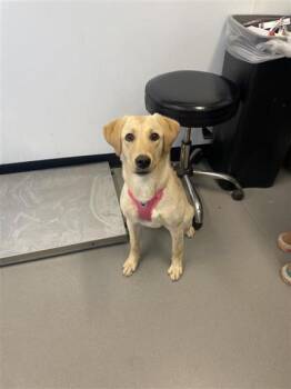 Mixed Breed Dogs Available for Adoption in West Chester, Pennsylvania - Cardi | PetCurious