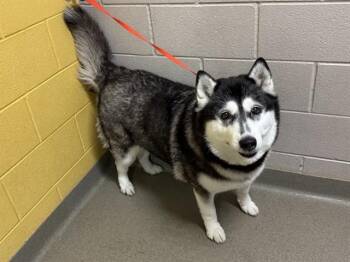 LUNA ROSE -  Alaskan Malamute and Siberian Husky Dog for Adoption in Colorado Springs, Colorado - LUNA ROSE | PetCurious