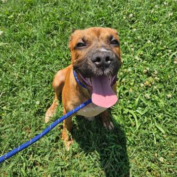 Luka -  Boxer and Mixed Breed Dog for Adoption in Springfield, Missouri - Luka | PetCurious