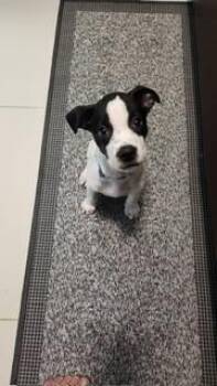 Rescue Labrador Retriever Dogs for Adoption in Huntington, New York - Ozzy | PetCurious