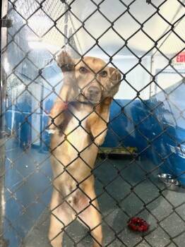 Shepherd Dogs Available for Adoption in Muskegon, Michigan - Pete | PetCurious