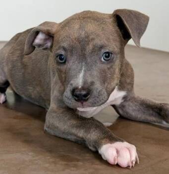 Pit Bull Terrier and Mixed Breed Dogs Available for Adoption in Kansas City, Missouri - Sheriff | PetCurious