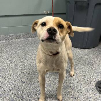 American Staffordshire Terrier Dogs Available for Adoption - Patches | PetCurious