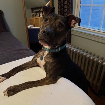 LILLITH -  Mixed Breed Dog for Adoption in Cranston, Rhode Island - LILLITH | PetCurious