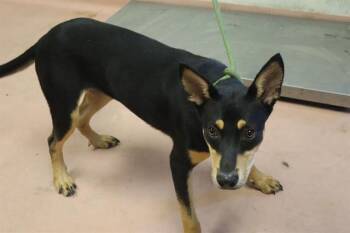 GALE -  Mixed Breed Dog for Adoption in Columbia, South Carolina - GALE | PetCurious