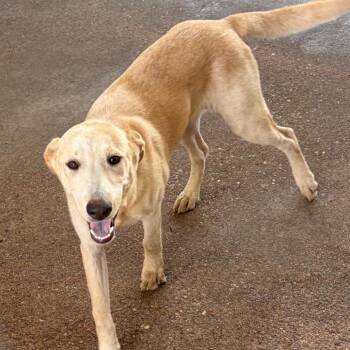 Diane -  Mixed Breed Dog for Adoption in Lake Jackson, Texas - Diane | PetCurious