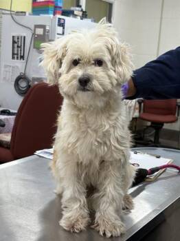 Shih Tzu and Terrier Dogs Available for Adoption - FATIMA | PetCurious