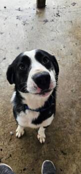 Mixed Breed Dogs Available for Adoption in Du Quoin, Illinois - ZERO (BOYFRIEND <3) | PetCurious
