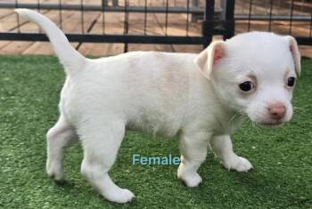 Wiggles puppies -  Chihuahua and Pug Dog for Adoption in Bend, Oregon - Wiggles Puppies | PetCurious