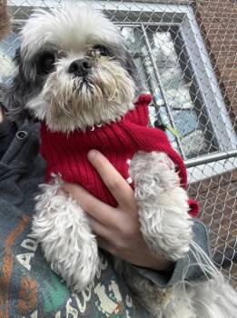 Rescue Shih Tzu Dogs for Adoption in New Kensington, Pennsylvania - Spice | PetCurious