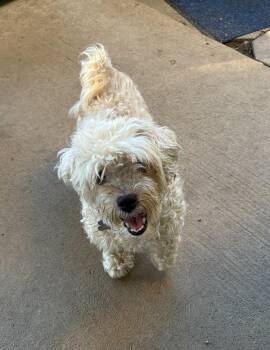 Rescue Poodle and Yorkshire Terrier Dogs for Adoption in Lincoln University, Pennsylvania - Sasha | PetCurious