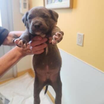 Pit Bull Terrier Dogs Available for Adoption in Norman, Oklahoma - Mr. Blue | PetCurious
