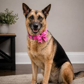 German Shepherd Dog Dogs Available for Adoption in Lucas, Texas - GISSELLE GS  | PetCurious