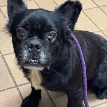 Carlos -  Terrier Dog for Adoption in Birmingham, Alabama - Carlos | PetCurious