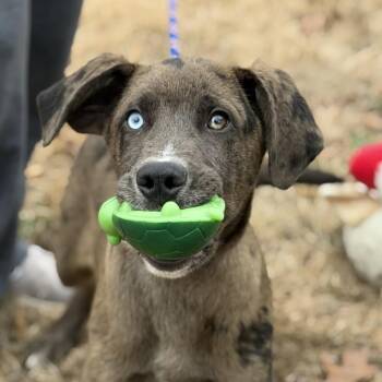 Labrador Retriever and Australian Shepherd Dogs Available for Adoption - MOOSE | PetCurious
