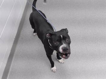 FORTNITE -  Boxer and Mixed Breed Dog for Adoption in Omaha, Nebraska - FORTNITE | PetCurious