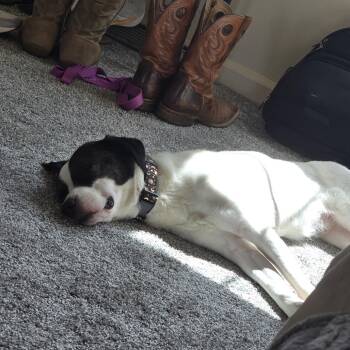 Gamora -  Mixed Breed Dog for Adoption in Dayton, Ohio - Gamora | PetCurious