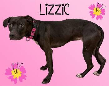 LIZZIE -  Pit Bull Terrier and Mixed Breed Dog for Adoption in Sarasota, Florida - LIZZIE | PetCurious
