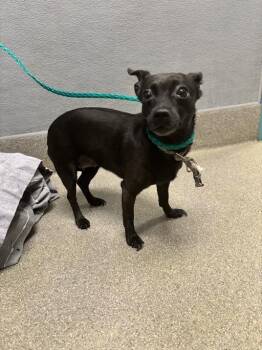 NOVA -  Chihuahua Dog for Adoption in Las Vegas, Nevada - NOVA | PetCurious