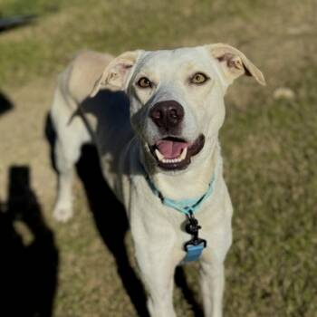 Rescue Labrador Retriever and Mixed Breed Dogs for Adoption in Dallas, Texas - Dale | PetCurious