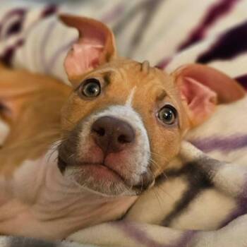 Roary -  Pit Bull Terrier and American Staffordshire Terrier Dog for Adoption in Bryan, Texas - Roary | PetCurious