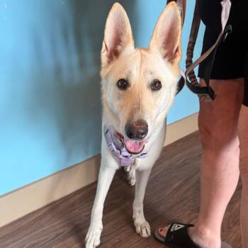 Bella 0141 -  German Shepherd Dog and Mixed Breed Dog for Adoption in Loxahatchee Groves, Florida - Bella 0141 | PetCurious