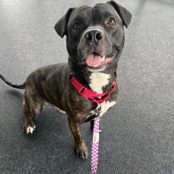 Espresso -  Pit Bull Terrier Dog for Adoption in Ithaca, New York - Espresso | PetCurious