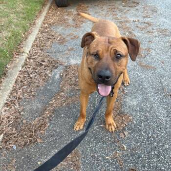 Mixed Breed Dogs Available for Adoption in Columbus, Georgia - 05/04/2026-Stray-PorterStreet-"Bear" | PetCurious
